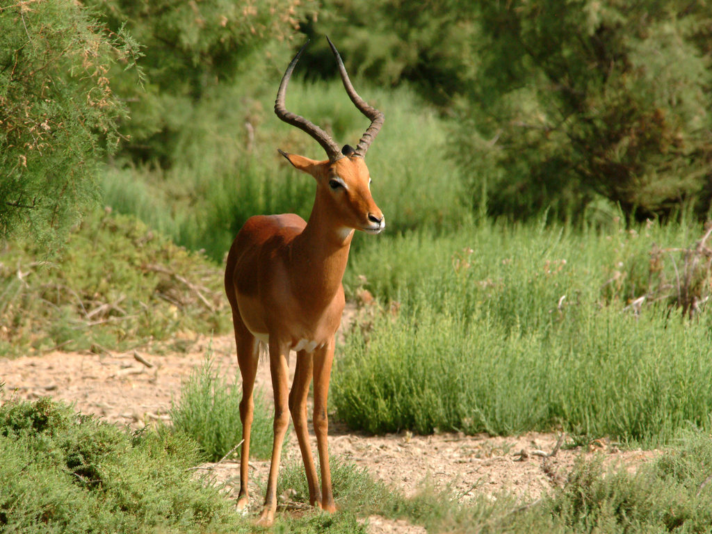 Antilope_Impala_1024x768.jpg