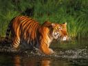Tigre du Bengale 1600x1200