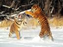Tigres de Siberie 02 1024x768