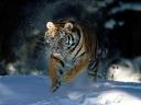 Tigres de Siberie 03 1024x768