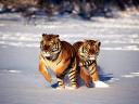 Tigres de Siberie 04 1024x768