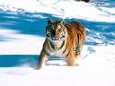 Tigres de Siberie 05 1024x768