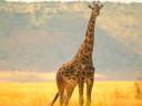Girafes 03 1024x768