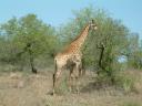 Girafes 07 1024x768