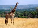Girafes 10 1600x1200