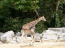 Girafes 11 1600x1200
