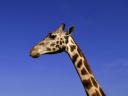 Girafes 12 1024x768