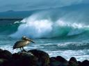 Pelican_aux_Galapagos_1600x1200.jpg