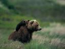 Grizzly 01 1600x1200