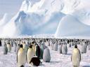 Pingouins et Manchots 01 1280x960