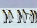 Pingouins et Manchots 03 1024x768