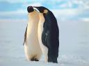Pingouins et Manchots
