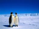 Pingouins et Manchots 05 1600x1200