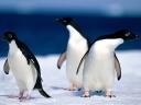 Pingouins et Manchots 07 1024x768