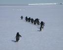Pingouins et Manchots 10 1280x1024