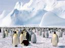 Pingouins et Manchots 23 1600x1200