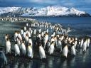 Pingouins et Manchots 25 1600x1200
