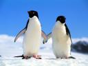 Pingouins et Manchots 26 1600x1200