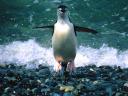 Pingouins et Manchots 29 1600x1200