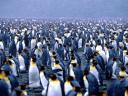 Pingouins et Manchots 37 1600x1200