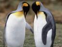Pingouins et Manchots 39 1600x1200