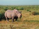 Rhinoceros 03 1024x768