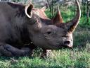 Rhinoceros 04 1024x768