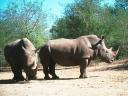 Rhinoceros 05 1024x768