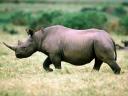 Rhinoceros 06 1024x768