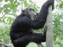 Chimpanzee 03 1600x1200