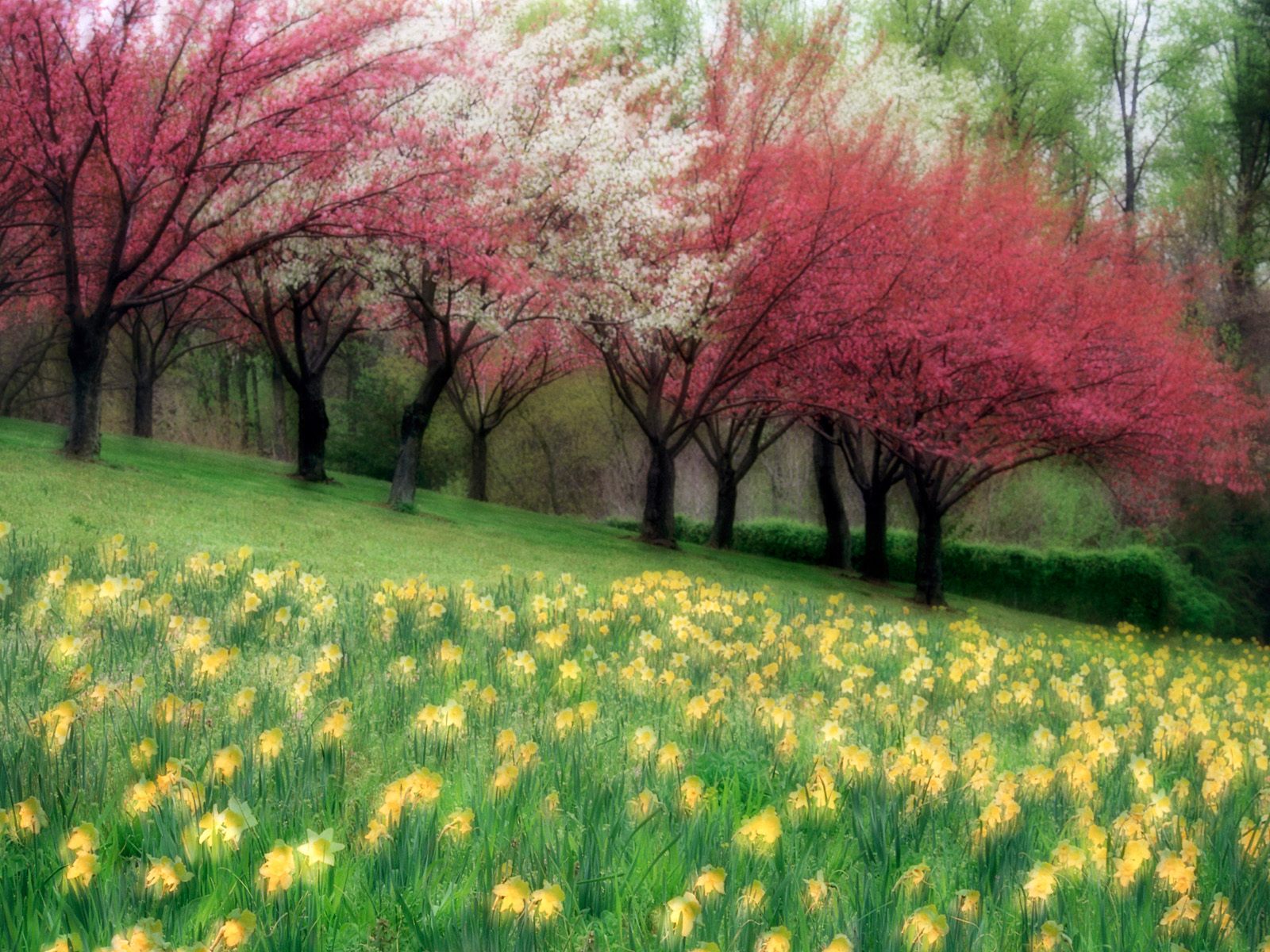 Spring_Meadow_1600x1200.jpg