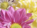 Chrysanthemums_1600x1200.jpg
