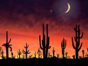 Saguaro_National_Park_-_Arizona_1600x1200.jpg