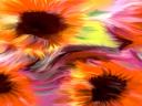 Sunflowers_1600x1200.jpg