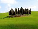 Groupe d arbres en Italie 1600x1200