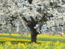 Cerisier en fleur en Allemagne 1600x1200