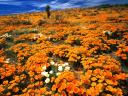 Etendue de fleurs en Arizona 1600x1200