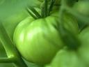 Tomates Vertes 1024x768