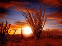 Desert_Sonora_-_Arizona_1600x1200.jpg