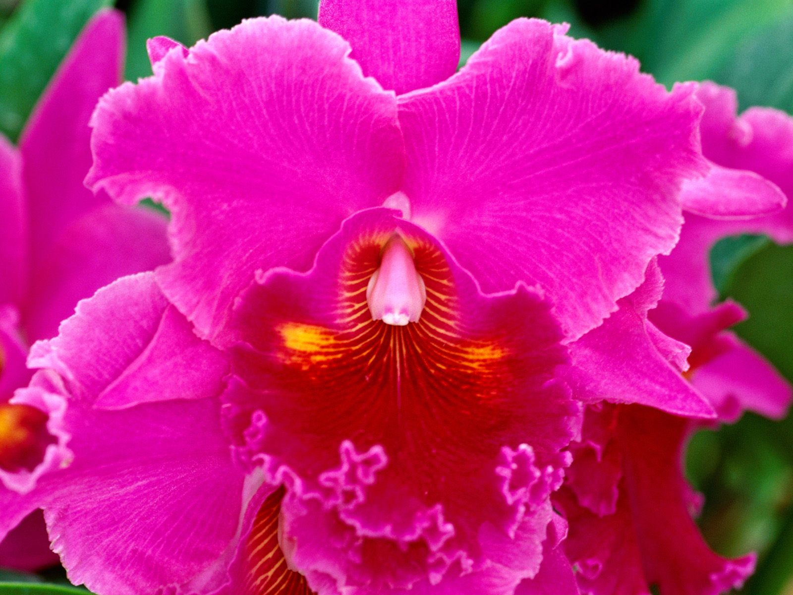 Orchidees_06_1600x1200.jpg