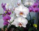 Orchidees_01_1280x1024.jpg