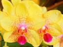 Orchidees_03_1600x1200.jpg
