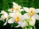 Orchidees_04_1600x1200.jpg