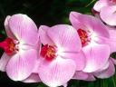 Orchidees_07_1600x1200.jpg
