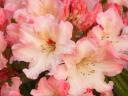 Rhododendron_1600x1200.jpg