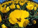 Tulipes jaunes 1600x1200